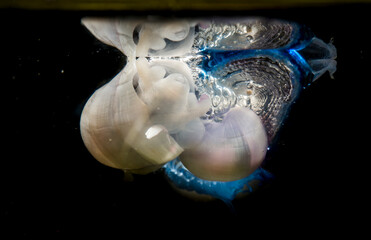 Violet sea snail Janthina janthina , with bubble raft, on St. Peter's boat (Velella velella...