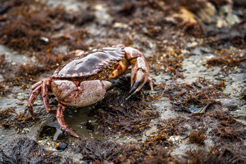 Close-up of Red Rock Crab (Cancer Productus) 
