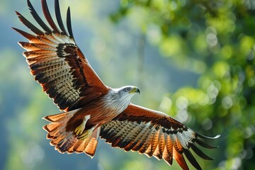 majestic brahminy kite soaring with wide wingspan wildlife concept photo