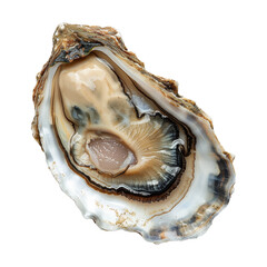 oyster shell isolated on white