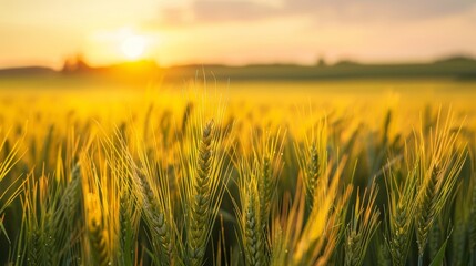 Fototapeta premium Vast barley field at sunset, the horizon glowing with a bright yellow sky, focusing closely on the texture of the barley