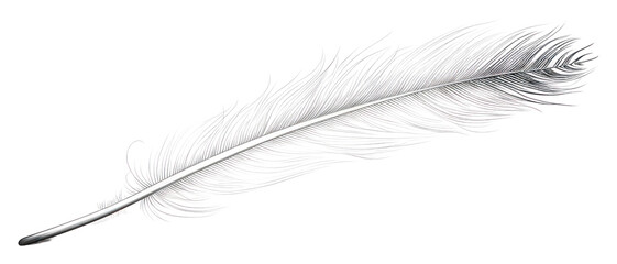 PNG Feather feather drawing white.