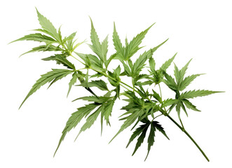Obraz premium PNG Mugwort plant herbs leaf.