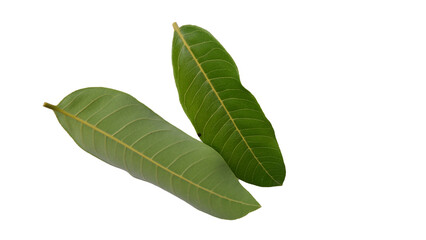 Obraz premium Longan leaves with Isolate Leaves on transparent background. Png file.