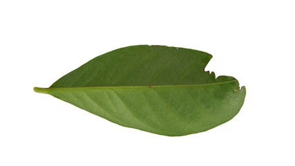 Obraz premium Hollow longan leaves with Isolate Leaves on transparent background. Png file.