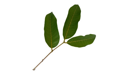 Longan leaves with Isolate Leaves on transparent background. Png file.