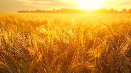 Barley field under a stunning sunset, the sky a brilliant yellow, close-up on the waving barley creating a peaceful scene