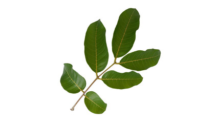 Longan leaves with Isolate Leaves on transparent background. Png file.