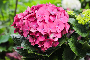 Panca Warna flower or better known as Hydrangea macrophylla with a blurry background. Red Color.