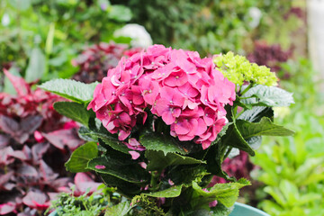 Panca Warna flower or better known as Hydrangea macrophylla with a blurry background. Red Color.
