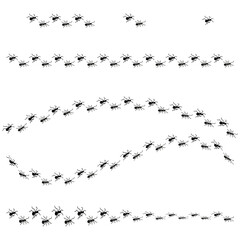 Ant Trails Pattern. Insect Path Lines. Ants Marching Vector Set. Vector illustration. EPS 10.