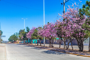 Tree with white and pink flowers adorning the streets, peach tree or bauhinia variegata, orchid tree