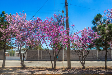 Tree with white and pink flowers adorning the streets, peach tree or bauhinia variegata, orchid tree