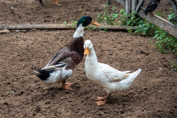 CASAL DE MARRECOS SOLTOS