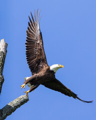 Eagle Launching off it's perch in search of breakfast