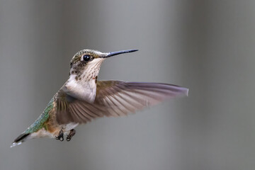 Hummingbird in flight