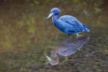 Little Blue Heron Reflecting on Breakfast