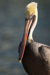 Brown Pelican Portrait