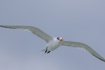 Royal Tern heading to shore