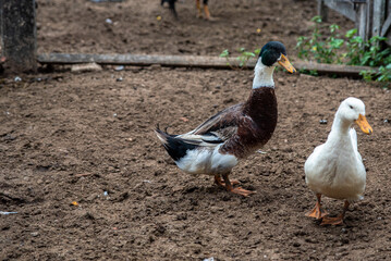 CASAL DE MARRECOS SOLTOS