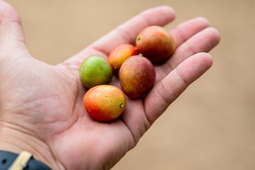 FRUTOS DE SIRIGUELA NA MAO