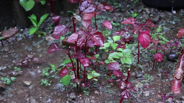 red spinach plants drenched by rain in the afternoon.