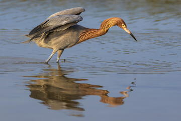 Reddish Egret and its reflection looking for dinner in a tidal pond