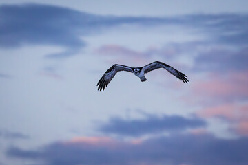 Osprey in the sunset clouds over the Gulf of Mexico