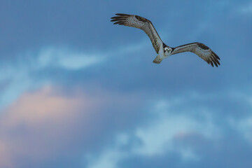 Osprey Heading toward the shore