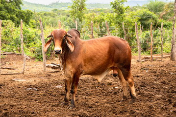 BOI DA RACA GIR LEITEIRO