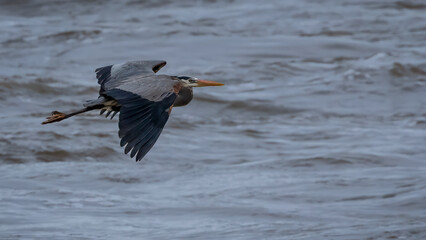 Great Blue Heron flying over the Susquahanna River