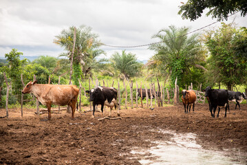 VACAS LEITEIRAS NO CURRAL DE LAMA