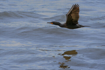 Cormorant In Flight
