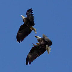 Two Eagles about to lock talons