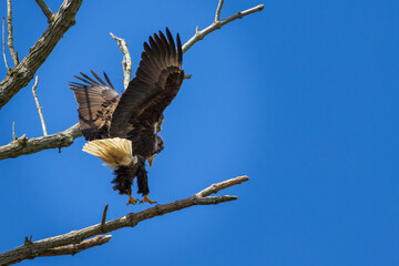 Coming in for a windy landing
