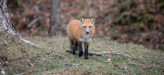 Vivid Encounter: A Red Fox Licks its Lips in Anticipation.  Wildlife Photography. 