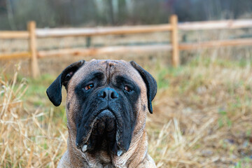 Obraz premium 2023-13-31 PORTRAIT OF A LARGE FAWN COLORED BULL MASTIFF WITH A DARK MASK AND BRIGHT EYES ON SITTING IN A GRAS FIELD WITH HER EYES SHIFTED TO THE RIGHT AT THEOFF LEASH DOG PARK AT MARYMOOR IN REDMOND 