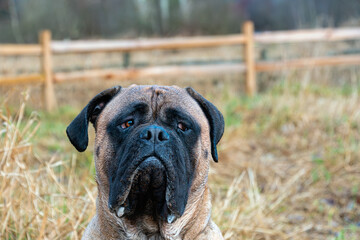 2023-13-31 PORTRAIT OF A LARGE FAWN COLORED BULL MASTIFF WITH A DARK MASK AND BRIGHT EYES ON...