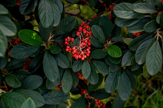 Firethorn (Pyracantha coccinea) berries and ornamental plant