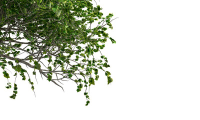 Obraz premium Close up green leaves isolated on white