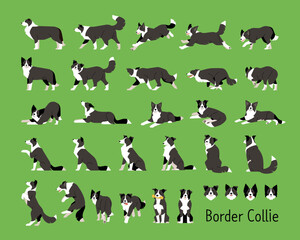 Border Collie A set of various movements and views.