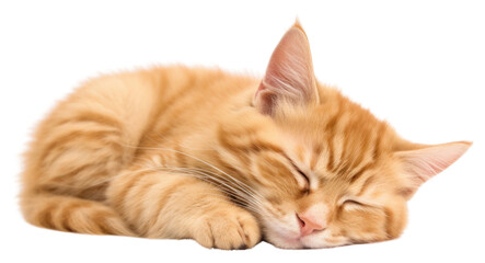 PNG  A sleeping cat mammal animal kitten.