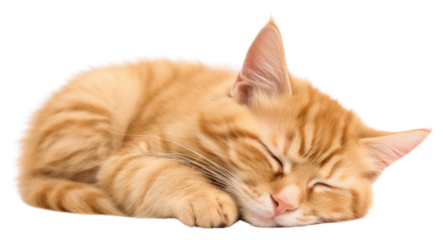 PNG  A sleeping cat mammal animal kitten.