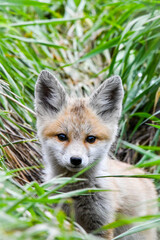 red fox cub
