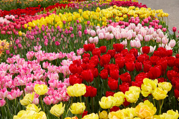 Tulip garden in a colorful rainbow of red, yellow, pink, orange and green on a beautiful spring day