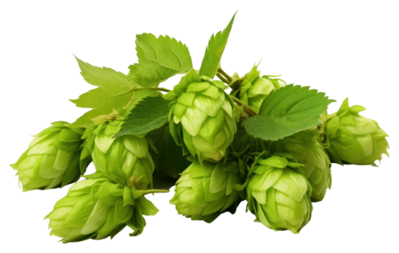 PNG Green hops green fruit plant.