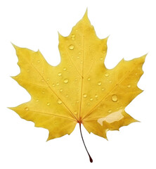 Fototapeta premium PNG A floating maple leaf plant tree white background.