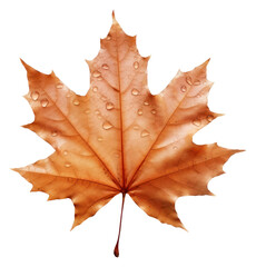 Obraz premium PNG A floating maple leaf plant tree white background.