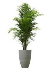 Plant, tree isolated on transparent background.