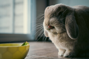 closeup of mini lop rabbit eating